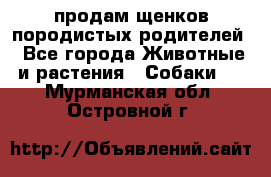 продам щенков породистых родителей - Все города Животные и растения » Собаки   . Мурманская обл.,Островной г.